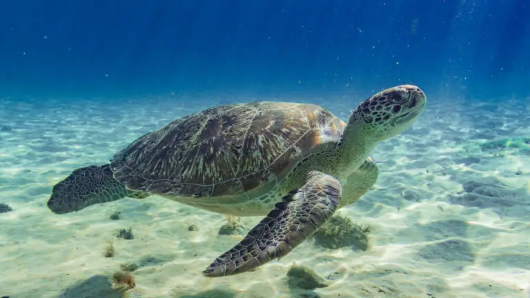 Tortue – Anse Dufour